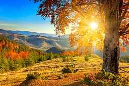 Early autumn morning, fall, autumn, glow, dazzling, yellow, bonito, old, foliage, mountain, morning, view, early, sunlight, golden, sky, trees, tree, rays, day, sunshine, branches, meadow, HD wallpaper