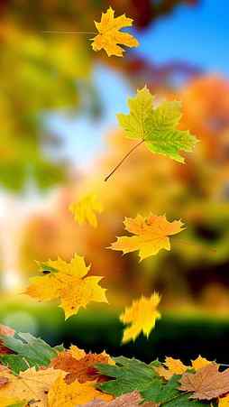 Leaves, autumn, fall, nature, HD phone wallpaper