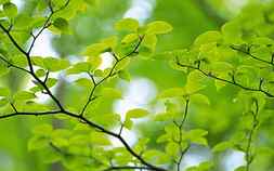 Green Leaves On Tree Branch, HD wallpaper