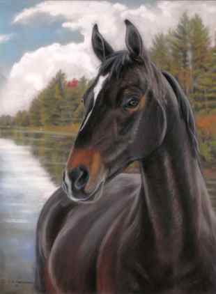 morgan horse portrait