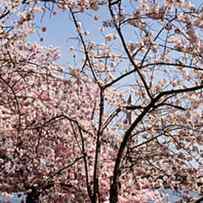 Cherry Blossom Trees by Panoramic Images