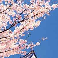 Hikone Castle Wcherry Blossoms Shiga by Panoramic Images