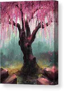 Cherry Blossom Tree Canvas Prints