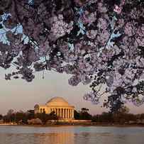 Cherry Blossom Tree With A Memorial by Panoramic Images