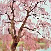 Meet Me Under The Pink Blooms Beside The Pond - Holmdel Park by Angie Tirado