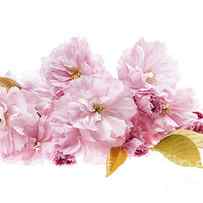 Cherry blossoms arrangement by Elena Elisseeva