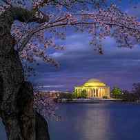 Cherry Blossoms Around The Jefferson Memorial by Hua Zhu