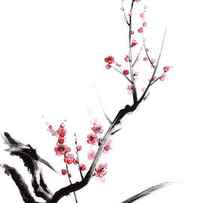Cherry blossom spring flower. by Mariusz Szmerdt