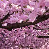 Cherry Blossom Tree Panorama by Nicklas Gustafsson