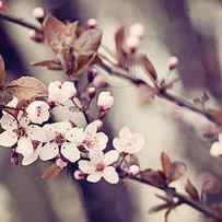Cherry Blossoms by Carolyn Cochrane