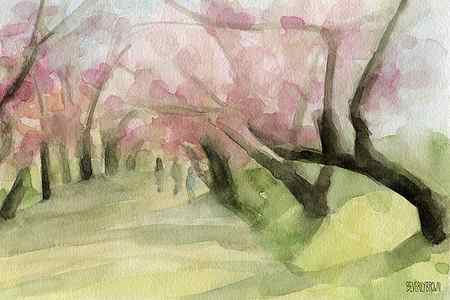 Wall Art - Painting - Watercolor Painting of Cherry Blossom Trees in Central Park NYC by Beverly Brown