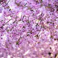Cherry Blossom Flowers by Nicklas Gustafsson