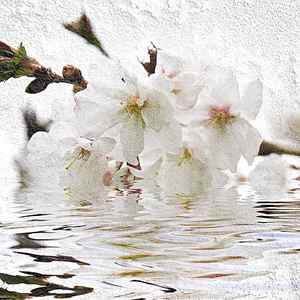 Wall Art - Photograph - Cherry blossom in water by Elena Elisseeva