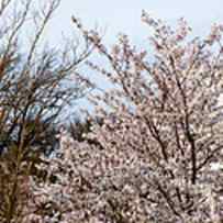 Cherry Trees In Front Of A Memorial by Panoramic Images