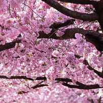 Cherry Blossom Trees by Nicklas Gustafsson