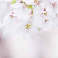 Soft pastel Cherry Blossoms in Spring by Nailia Schwarz