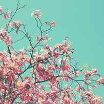 Boho Cherry Blossom 1- Art by Linda Woods by Linda Woods