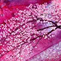 Cherry Blossoms - In Bloom by Hailey E Herrera