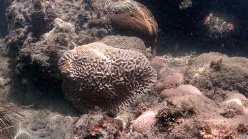 CreditL NOAA and University of Miami . A paling colony of brain coral (middle) with multiple bleached colonies of starlet coral in the foreground – instead of becoming a pale white like many other species when bleached, this species produces a fluorescent sunscreen-like compound that appears bright pink or purple.