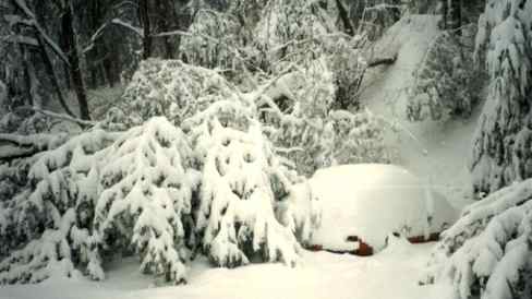 A car covered in a thick layer of snow, surrounded by heavily-laden trees, one of which has fallen down.