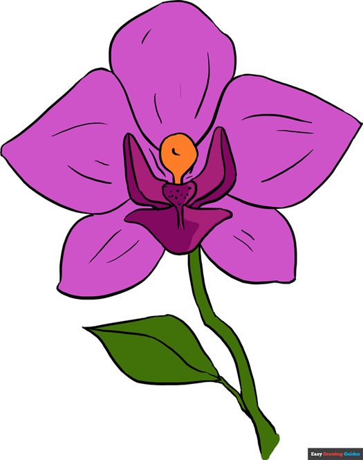 How to Draw an Orchid Featured Image