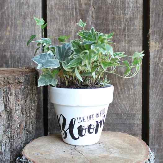 Create your own perfect painted flower pot using Chalk Couture paint with this easy tutorial