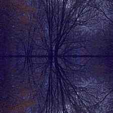Reflection On Trees In The Dark by Joy Nichols
