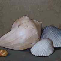 Seashells by Clinton Hobart