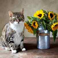 Cat and Sunflowers by Nailia Schwarz
