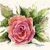 Watercolor Rose by Olga Shvartsur