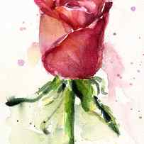 Rose Watercolor by Olga Shvartsur