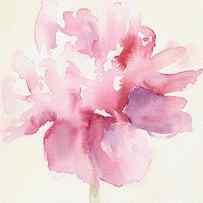 Pink Peony Watercolor Paintings of Flowers by Beverly Brown