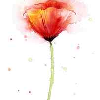 Poppy Watercolor Red Abstract Flower by Olga Shvartsur