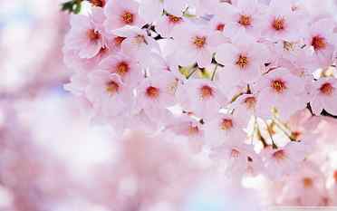pink Cherry blossom flowers, spring, flowering plant, freshness HD wallpaper