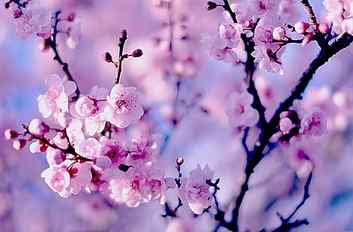 purple cherry blossom flowers, branches, Sakura, flowering, bokeh HD wallpaper