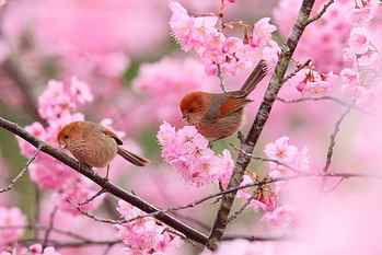 pink cherry blossom flowers, birds, branches, tree, spring, garden HD wallpaper