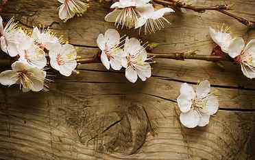 Flower Cherry Blossom Blossom Wood HD, nature HD wallpaper
