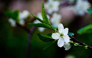 White cherry blossoms, spring flowers, green leaves HD wallpaper