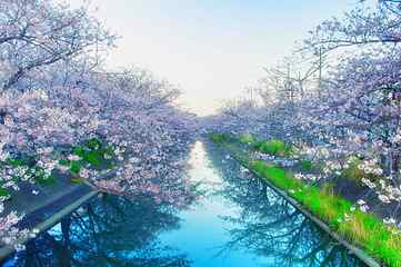 Cherry Blossom tree near body of water, japan, yoshino cherry tree HD wallpaper