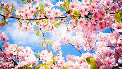 Sakura Cherry Blossom HD, pink cherry blossoms, flowers, japanese HD wallpaper