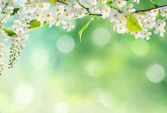 white cherry blossoms, flowers, nature, tree, spring, petals HD wallpaper