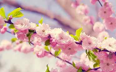 pink cherry blossom, flowers, pink flowers, plants, flowering plant HD wallpaper