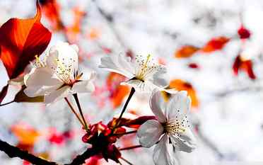 white cherry blossom flowers, spring, white flowers, nature, flowering plant HD wallpaper