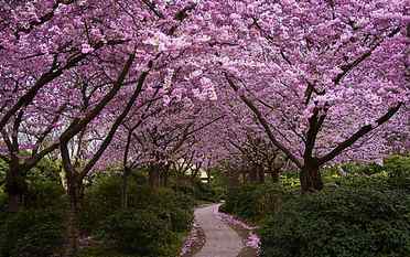 cherry blossom tree, trees, nature, path, flowers, plant, growth HD wallpaper