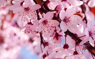 Spring flowers in full bloom, pink cherry blossoms HD wallpaper