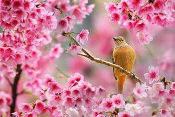 Nature, Bird, Animals, Flowers, Plants, Depth of Field, Cherry Blossom, Spring HD wallpaper