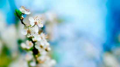 Macro Flower Blossom Cherry Blossom HD, nature HD wallpaper