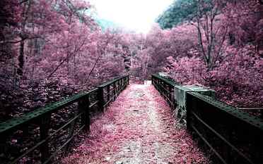 pink cherry blossom tree, bridge, nature, path, landscape, infrared HD wallpaper