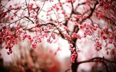 cherry blossom, bokeh photography of cherry blossom, trees, macro HD wallpaper