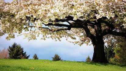 Cherry Blossom Flowers Tree HD, nature HD wallpaper